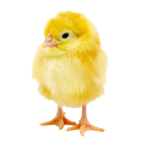 Chick1